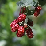 Limon Apart Akyaka (Mugla)