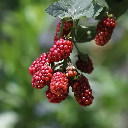 Limon Apart Akyaka (Mugla)