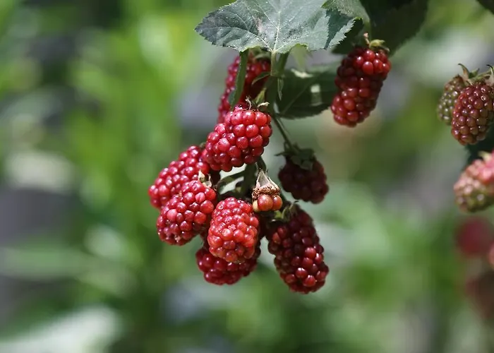 Limon Apart 아키아카